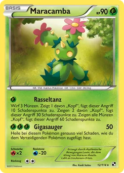Maractus